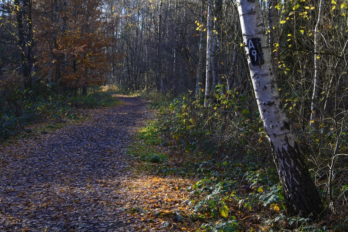 From Strategy to Visuals: The Design Core